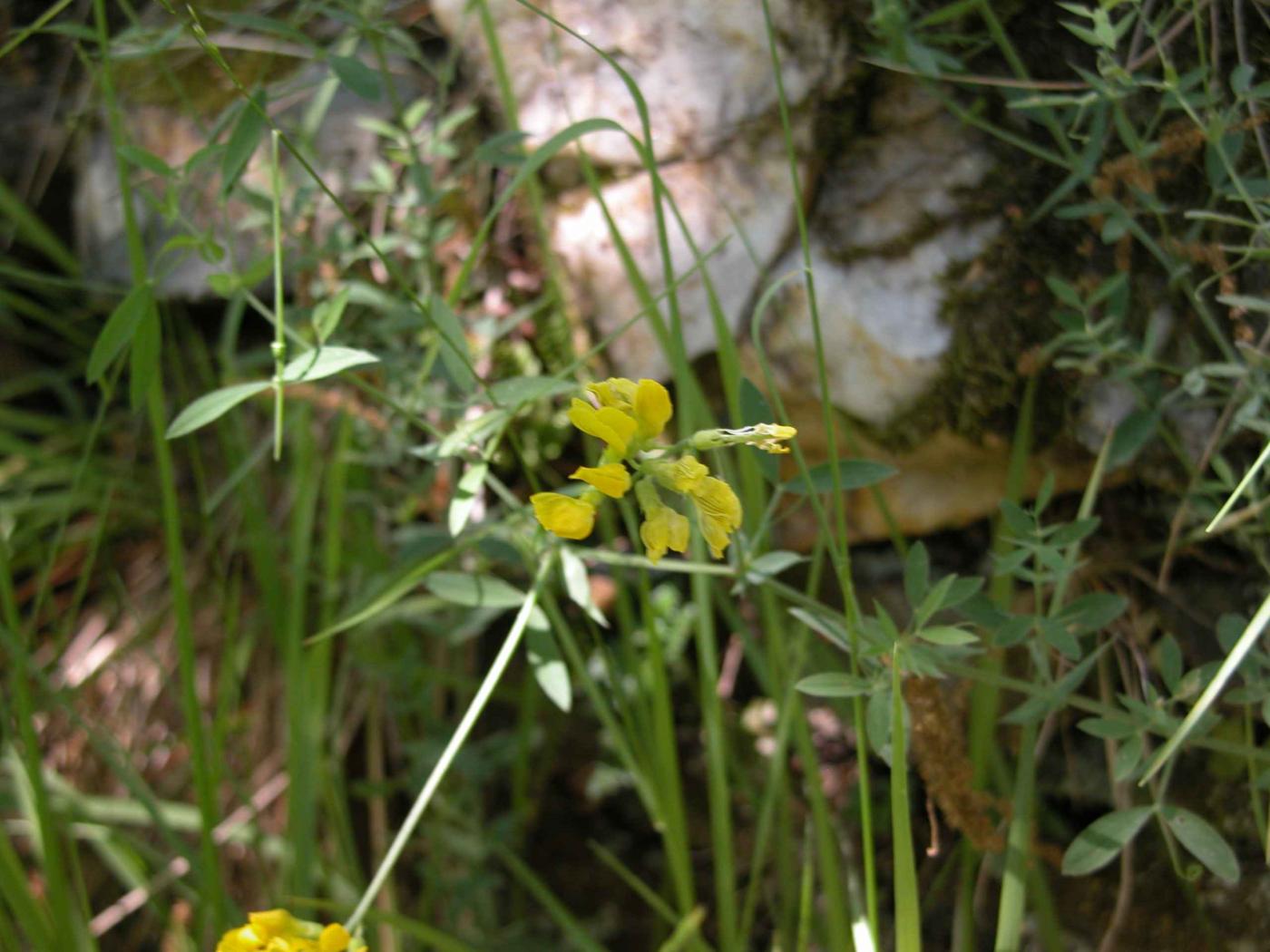 Vetchling, Meadow plant